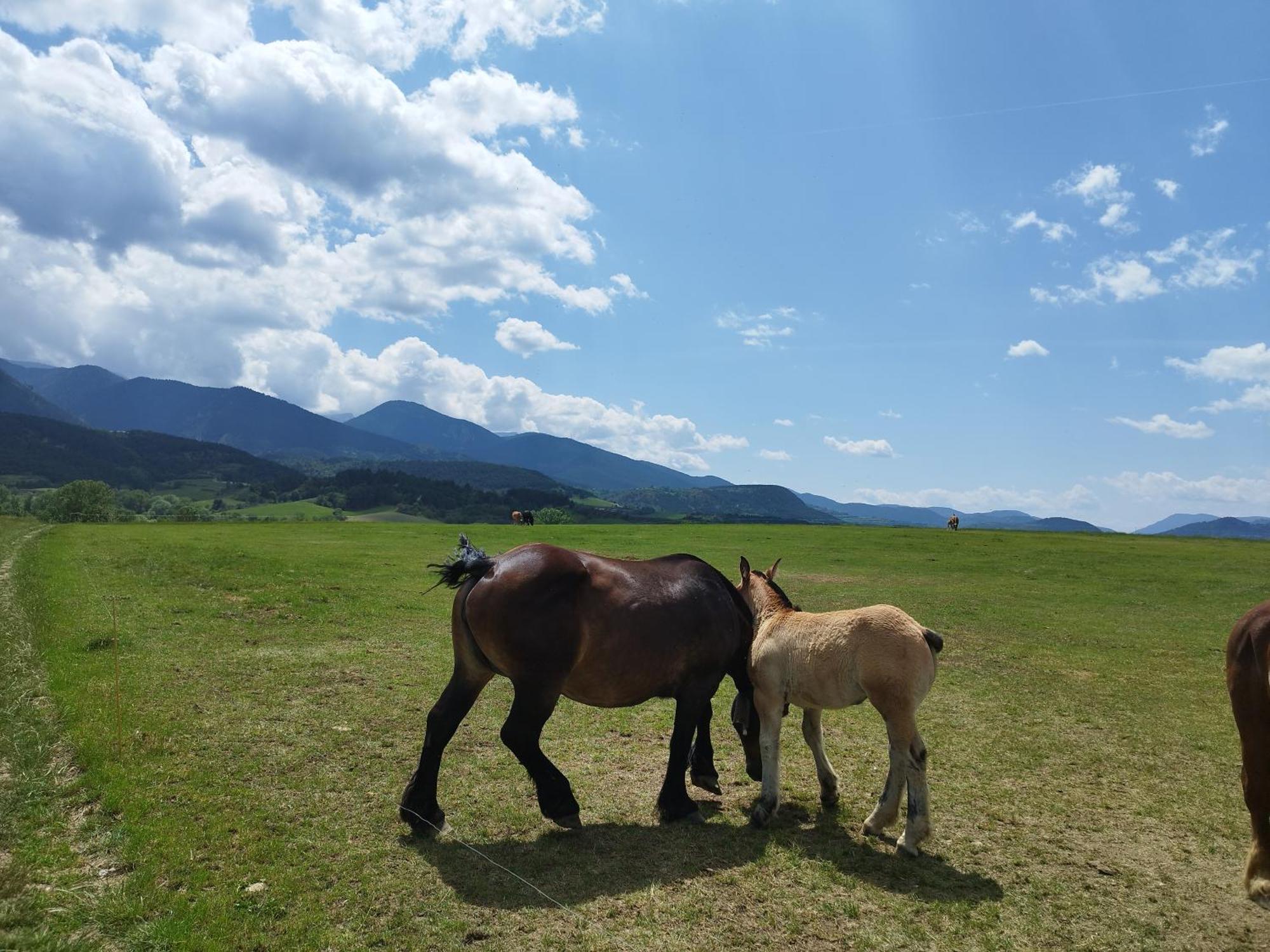 Ferienwohnung Cal Jan - Cadi Bellver De Cerdanya Exterior foto